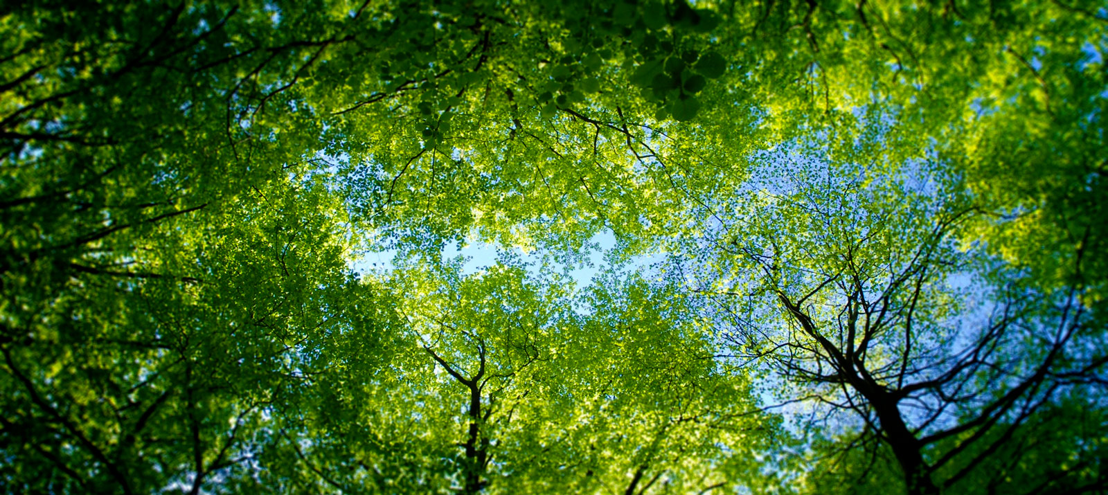 Кампус дерево. Trees may. Застенчивость кроны у деревьев. Южная америка сельва лианы. Дерево на лугу.